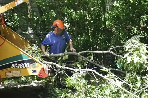 tree services London